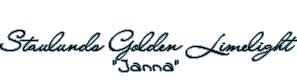Staulunds Golden Limelight